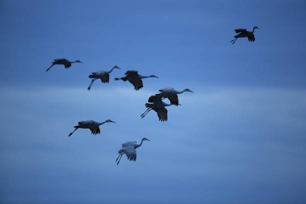 istock sand hill crane (Grus canadensis) at Bosque del Apache National Wildlife Refuge 961962232