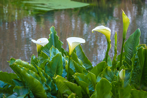 White arums blooming near the river