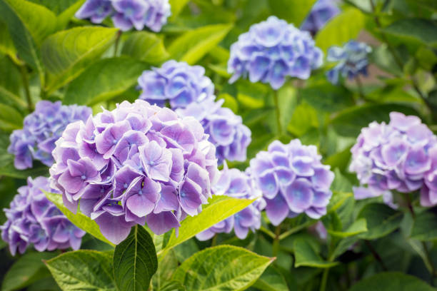 istock Violet and blue flowering Hydrangea macrophylla plant from close 961965972