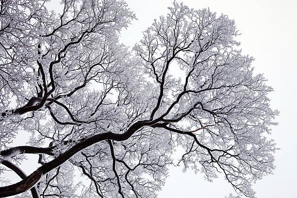 winter trees with snow stock photo