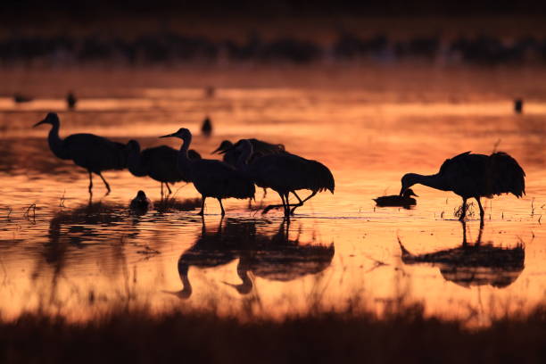 istock sand hill crane (Grus canadensis) at Bosque del Apache National Wildlife Refuge 961967480