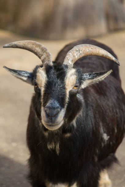 istock Homemade goat dark. Close-up portrait. 961967604