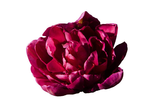 istock Dark pink lush tulip, close-up. 961967808