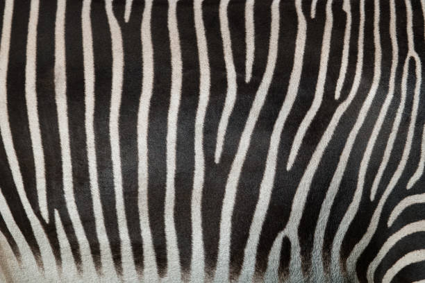 istock Texture of fur, wool zebra. Striped black and white background. Wild animals 961967810