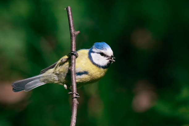 istock beautiful bright little blue tit hangs from a branch in spring garden 961967868