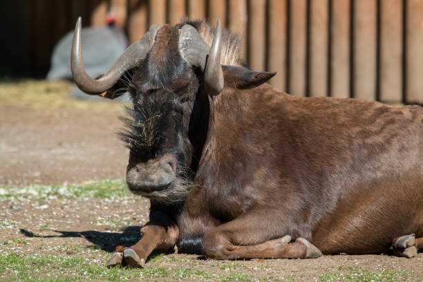 istock The wildebeest (Connochaetes) rest  on a sunny afternoon. 961970072