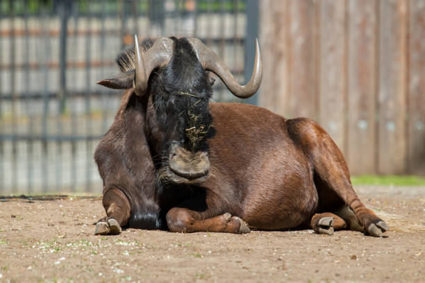 The wildebeest (Connochaetes) rest  on a sunny afternoon.