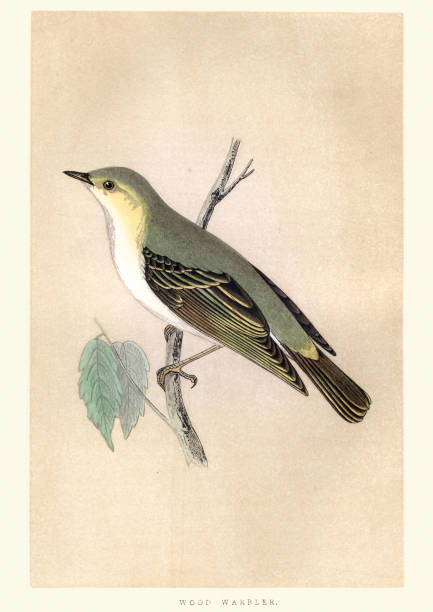 Natural history, Birds, Wood warbler (Phylloscopus sibilatrix) Vintage engraving of a wood warbler (Phylloscopus sibilatrix)  common and widespread leaf warbler which breeds throughout northern and temperate Europe. from Francis Orpen Morris, A History of British Birds. wood warbler phylloscopus sibilatrix stock illustrations