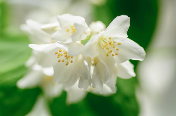 istock Philadelphus, white flowers mock-orange . soft shot 961971752