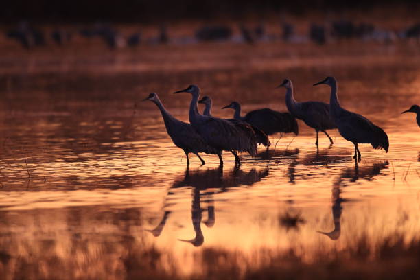 istock sand hill crane (Grus canadensis) at Bosque del Apache National Wildlife Refuge 961972180