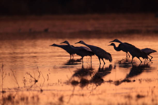 istock sand hill crane (Grus canadensis) at Bosque del Apache National Wildlife Refuge 961972326