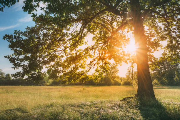 istock Sun Shining Through Greenery Oak Foliage In Green Park. Summer Sunny Forest Trees And Green Grass. Nature Wood In Sunlight 961972346