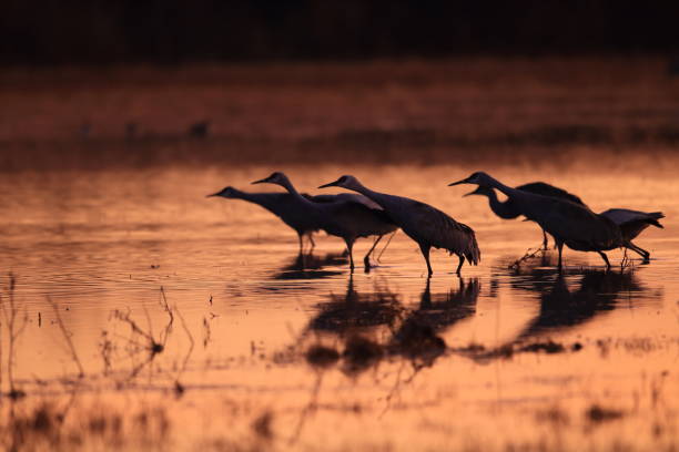 istock sand hill crane (Grus canadensis) at Bosque del Apache National Wildlife Refuge 961972426