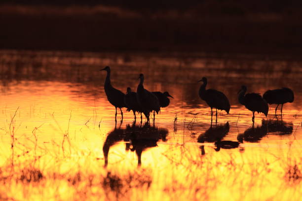istock sand hill crane (Grus canadensis) at Bosque del Apache National Wildlife Refuge 961972436