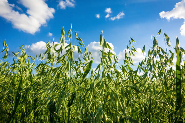 green field with unripe oat ears