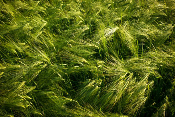 istock green field with unripe rye 961972636