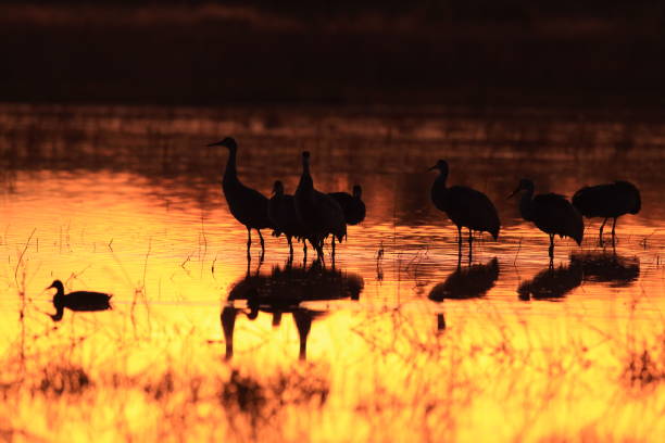 istock sand hill crane (Grus canadensis) at Bosque del Apache National Wildlife Refuge 961972750