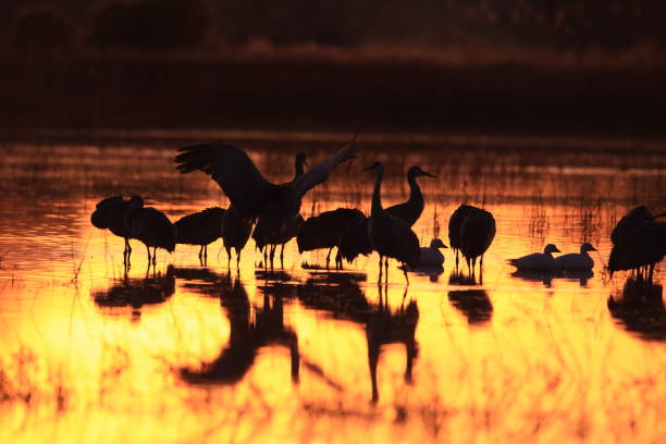 istock sand hill crane (Grus canadensis) at Bosque del Apache National Wildlife Refuge 961973256