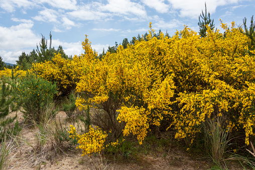 Bright Yellow Scotch Broom a invasive species of plant that reside in Oregon.  This field was discovered along the Oregon Coast.  The sand is from dunes that are being engulfed by this  fast growing foliage.