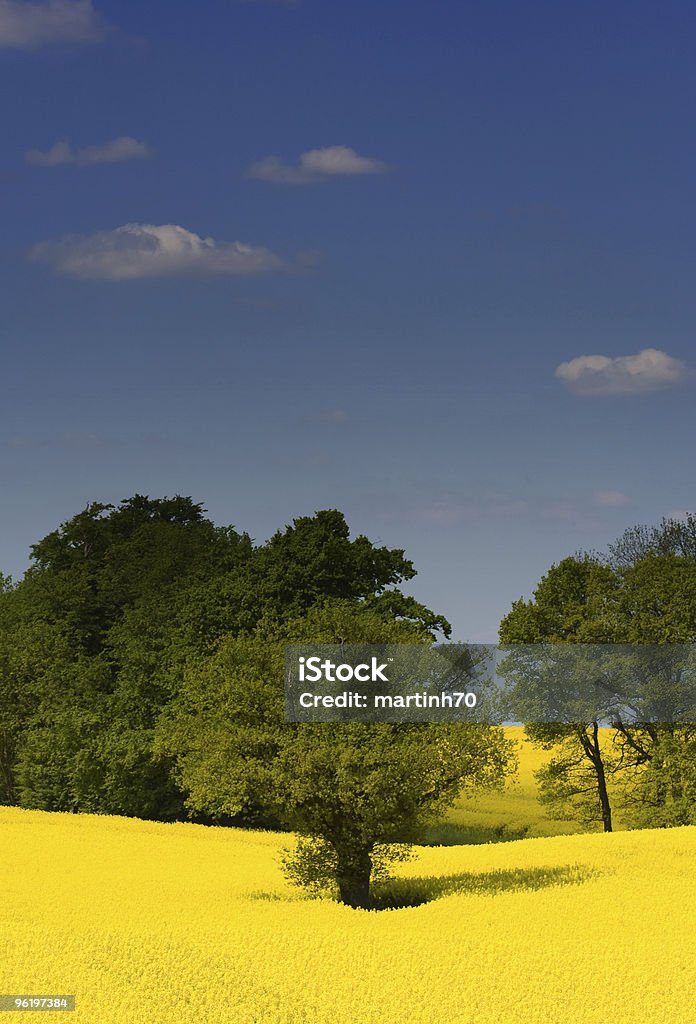 Gelbe springs rapsfeld - Lizenzfrei Agrarbetrieb Stock-Foto