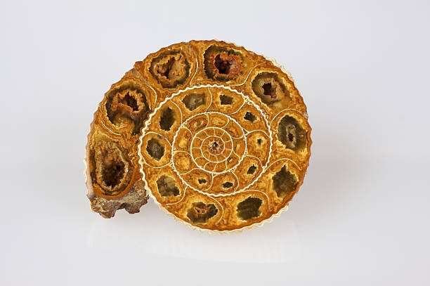 Ammonite fossil stock photo