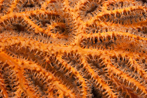 istock Polyps of Orange Red Gorgonian Seafan feeding by Night 96197488
