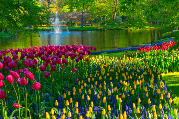 wiosenne kwiaty w parku - field tulip flower tree zdjęcia i obrazy z banku zdjęć