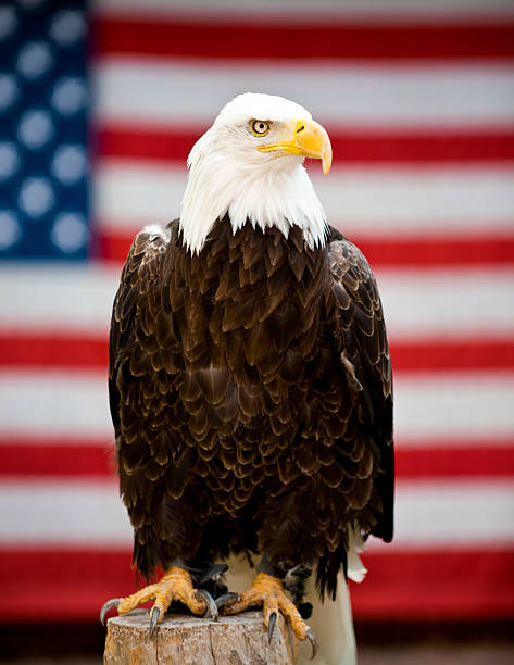 eagle devant le drapeau des états-unis - se percher photos et images de collection