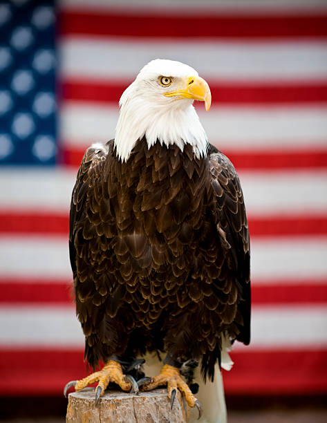 eagle davanti alla bandiera degli stati uniti - appollaiarsi foto e immagini stock