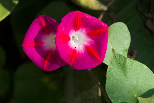 istock Flowers morning-glory Ipomoea Purpurea 961976540
