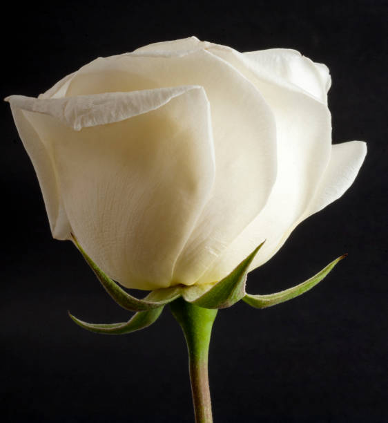 istock white rose isolate on black background in Guatemala. 961976660