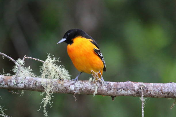 istock Baltimore Oriole In Costa Rica 961977972