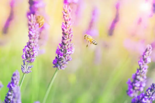 Photo of Lavender field, lavenders flowers with honey bee on the flowers at sunlight in a soft focus, pastel colors and blur background. Violet lavender field in Provence france famous place.