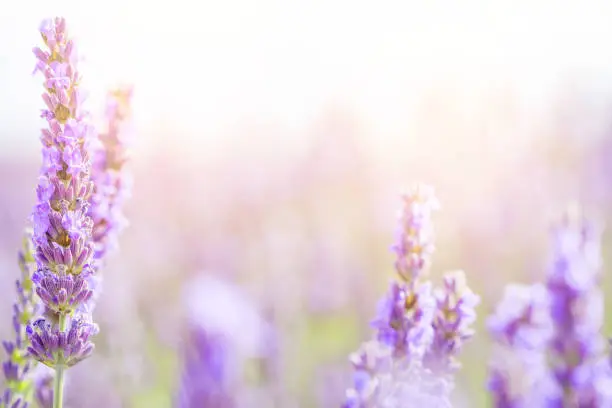 Photo of Lavender flowers at sunlight in a soft focus, pastel colors and blur background. Violet lavender field in Provence france with copy place.