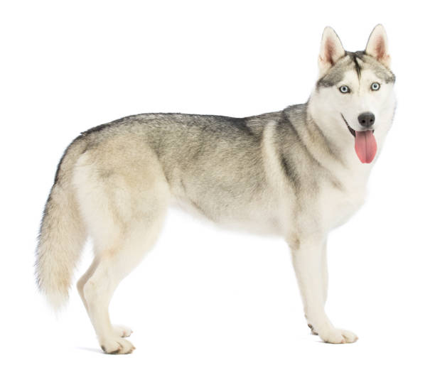 istock Siberian Husky standing in profile looking from the front 961983630