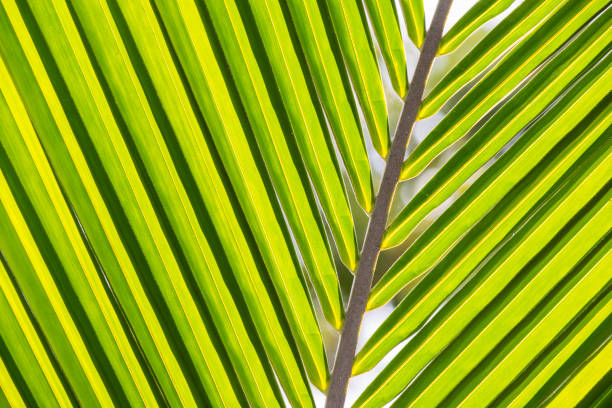 istock Tropical leaves as background and pattern, XXL image 961983792