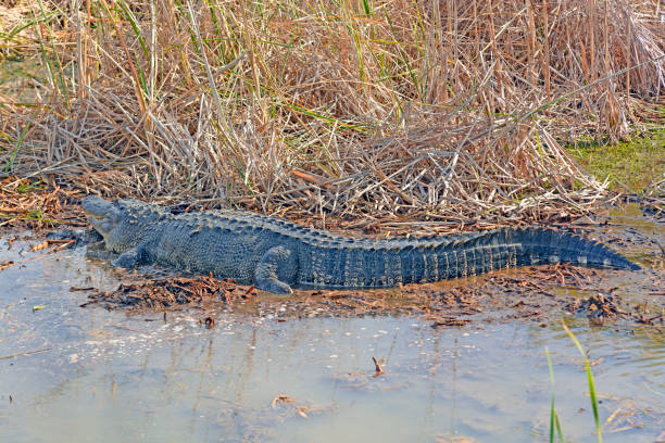 istock Side View of an American Alligator in a Pond 961987274