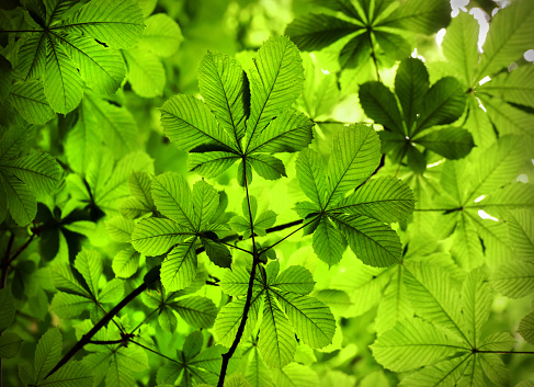 Green oak leaves background. Plant and botany nature texture. green oak leaves in woods. Green oak leaves on a branch in sunlight