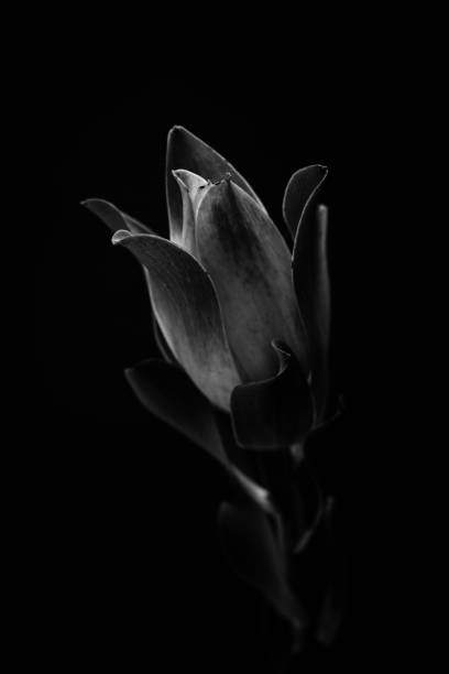 istock Tropical plant in the dark 961988306