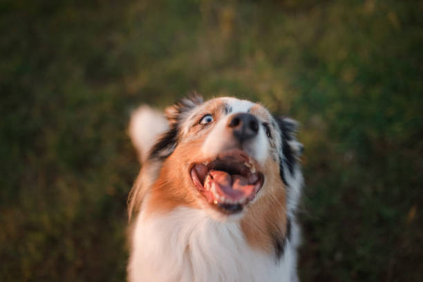 istock Funny and happy dog muzzle, Australian Shepherd 961988682