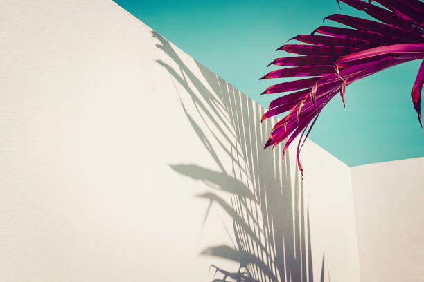 Purple palm leaves over vintage sky, minimalism Purple palm leaves against turquoise sky and white wall. Vivid colors, creative colorful minimalism. Copy space for text pop art photos stock pictures, royalty-free photos & images