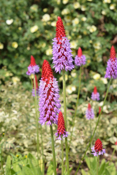 istock Primula Vialii Blooms Close Up 961989040