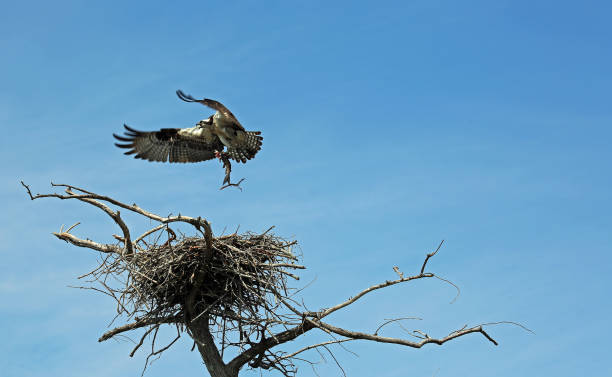 Osprey with a fish Reelfoot Lake State Park, Tennessee reelfoot lake stock pictures, royalty-free photos & images