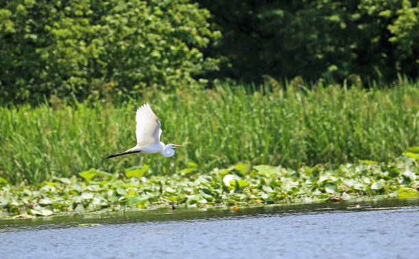 Snowy egret flying Reelfoot Lake State Park, Tennessee reelfoot lake stock pictures, royalty-free photos & images