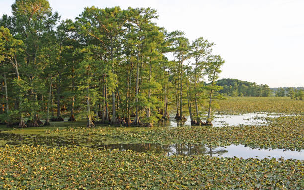 vivid vegetation on reelfoot lake - reelfoot lake imagens e fotografias de stock
