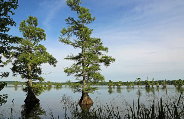 Cypress tree on Reelfoot Lake Reelfoot Lake State Park, Tennessee reelfoot lake stock pictures, royalty-free photos & images