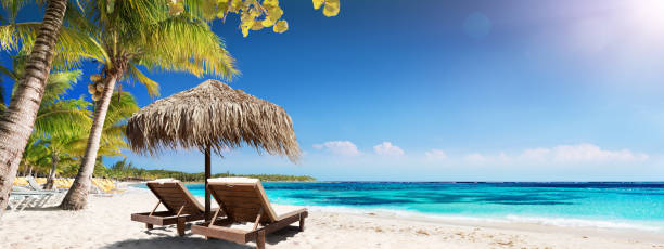 나무의 자 및 짚 우산-목가적인 섬 카리브 팜 비치 - outdoor chair beach chair umbrella 뉴스 사진 이미지