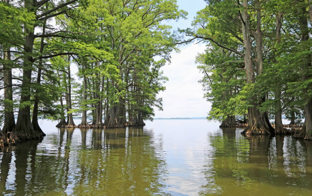 cypress gate to reelfoot lake - reelfoot lake imagens e fotografias de stock