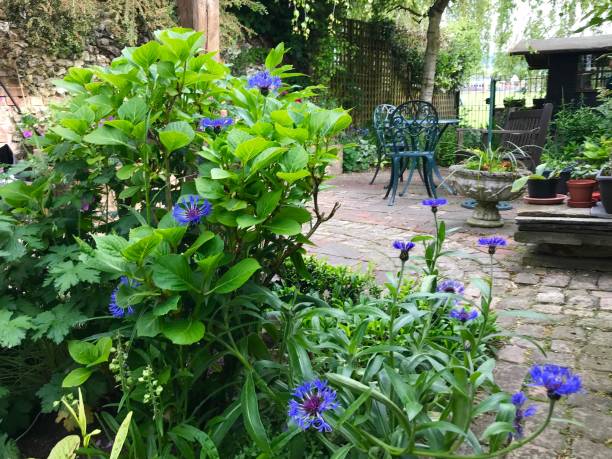 istock An English cottage garden 961999498