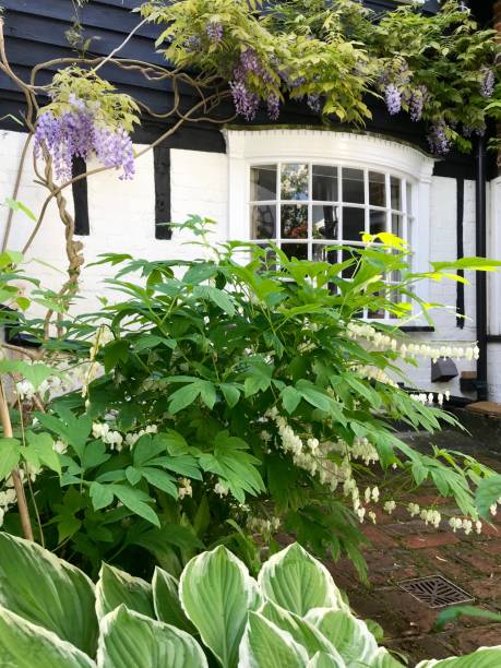 istock An English cottage garden 961999504